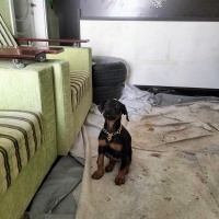 TubaAvci kullanıcısının #109320 peti