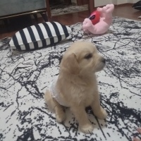 Golden Retriever, Köpek  Zeyna fotoğrafı