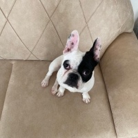Fransız Bulldog, Köpek  Lena fotoğrafı
