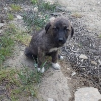 k622911 kullanıcısının #110619 peti