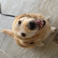 Golden Retriever, Köpek  Çakıl fotoğrafı