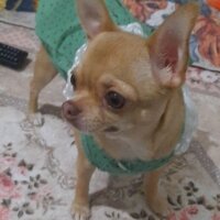 Chihuahua, Köpek  TİNA fotoğrafı