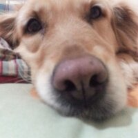 Golden Retriever, Köpek  Çakıl fotoğrafı