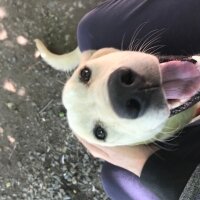 Labrador Retriever, Köpek  Pamuk fotoğrafı