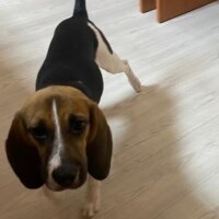 Beagle, Köpek  Karamel fotoğrafı