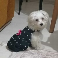 Maltese, Köpek  Lucky fotoğrafı