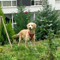 Golden Retriever, Köpek  Karamel fotoğrafı