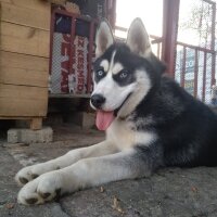 Sibirya Kurdu (Husky), Köpek  Zeus fotoğrafı