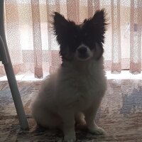Russian Spaniel, Köpek  Max fotoğrafı