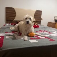 Maltese, Köpek  Kuki fotoğrafı