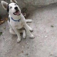 Sibirya Kurdu (Husky), Köpek  REİS CEBECİ fotoğrafı