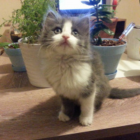 tugbamehmet kullanıcısının #14231 peti