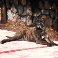 presacanario kullanıcısının #1446 peti