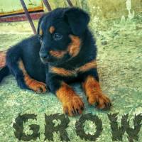 grow kullanıcısının #1568 peti