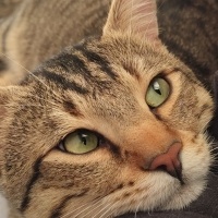 Ares