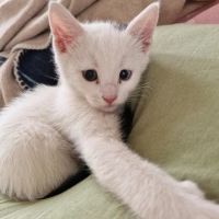 Pilav