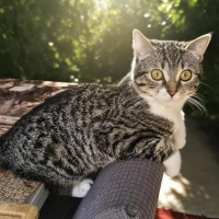 Mavi
