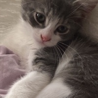 Koko