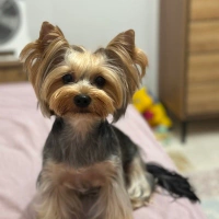 Minnoş
