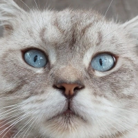 Felix!