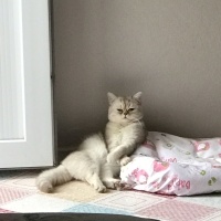 LEO