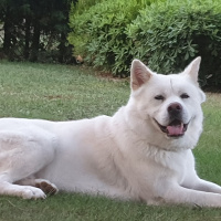 didemkaranfil kullanıcısının #25394 peti