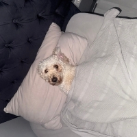 Ciro fotoğraf