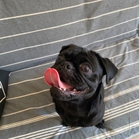 Zeytin fotoğraf