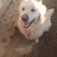 Labrador Retriever, Köpek  Poyraz fotoğrafı