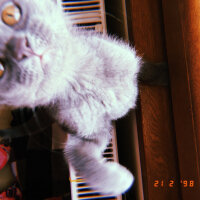 Chartreux, Kedi  DUMAN fotoğrafı