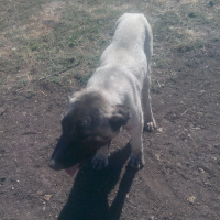 Mehmet_Turkoglu kullanıcısının #40499 peti