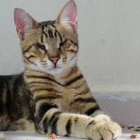 cansu kullanıcısının #421 peti