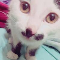 ismail_sparrow kullanıcısının #4240 peti