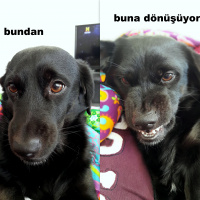 gemoy kullanıcısının #42864 peti