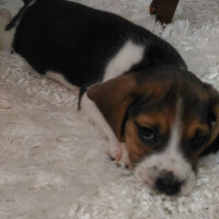 Beagle, Köpek  Rocky fotoğrafı