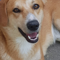 Doglove89 kullanıcısının #52536 peti