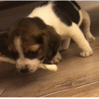 Beagle, Köpek  Lena fotoğrafı