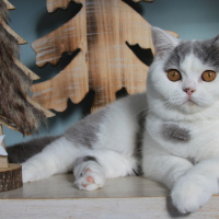 AryatheCatt kullanıcısının #66425 peti