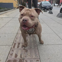 Amerikan Pitbull Terrier, Köpek  eliza fotoğrafı