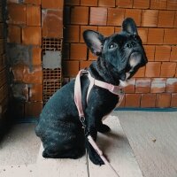Fransız Bulldog, Köpek  Prenses fotoğrafı