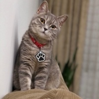 nurokuducu kullanıcısının #90135 peti