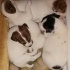 Jack Russell