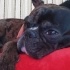 Ares