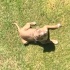 Ares