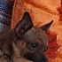 Dobby