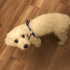 Puppy