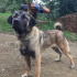Duman