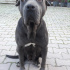 Duman