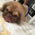 Odie