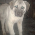 Aslan